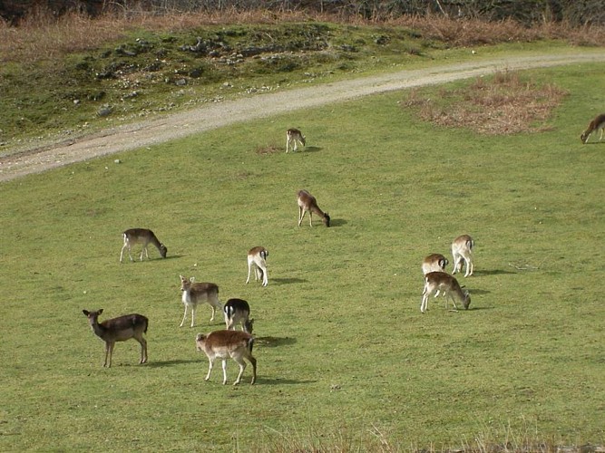 The Fallow Deer Park