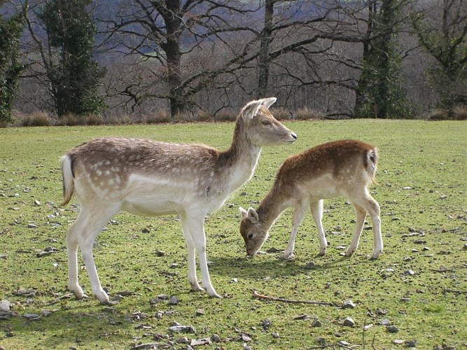 The Fallow Deer Park