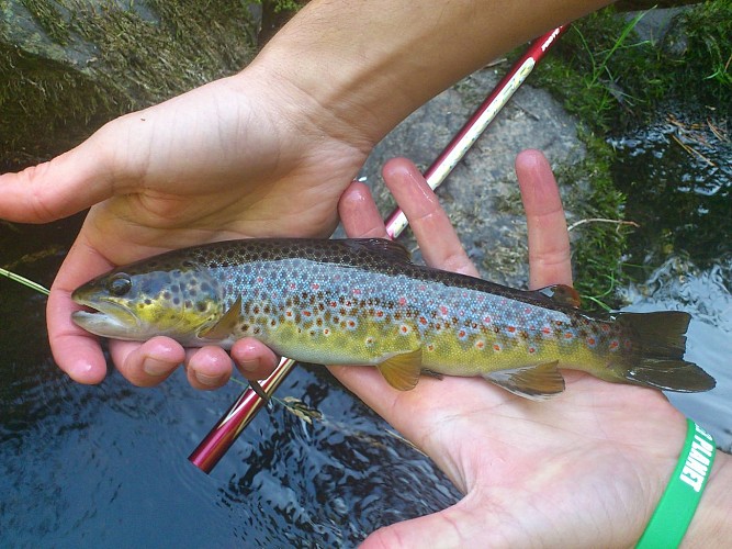 Site de pêche : Le Lac du Pêcher