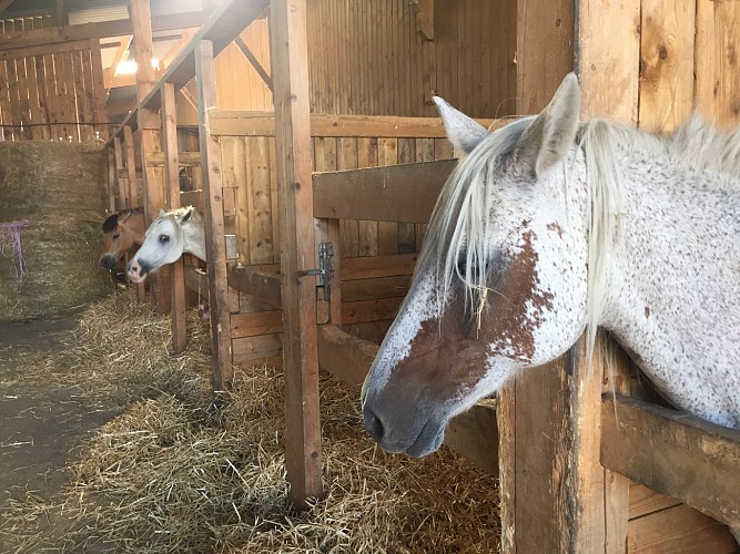 Centre équestre de Cléa