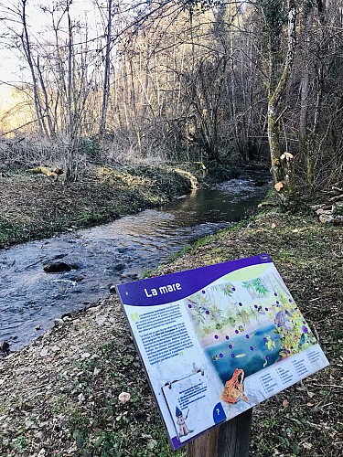 Sentier pédagogique - Entre ruisseau et forêt