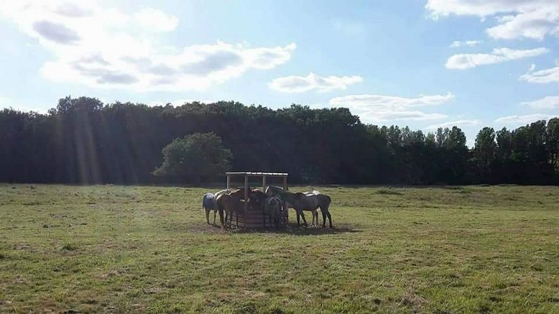 Centre équestre Jéléna