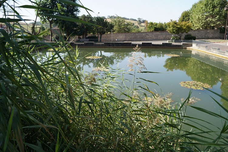 Etang du jardin public