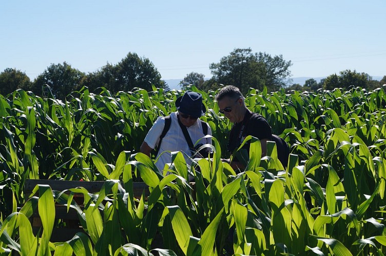 Labyrinthe de maïs - Ferme des Délices Foréziens