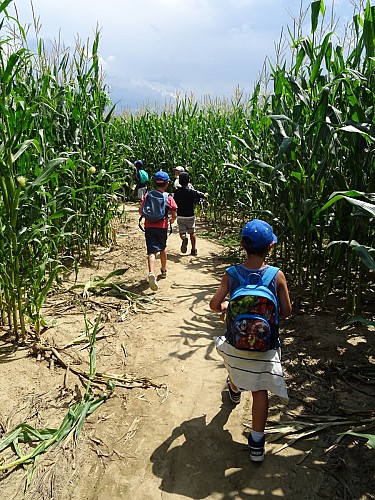 Labyrinthe de maïs - Ferme des Délices Foréziens