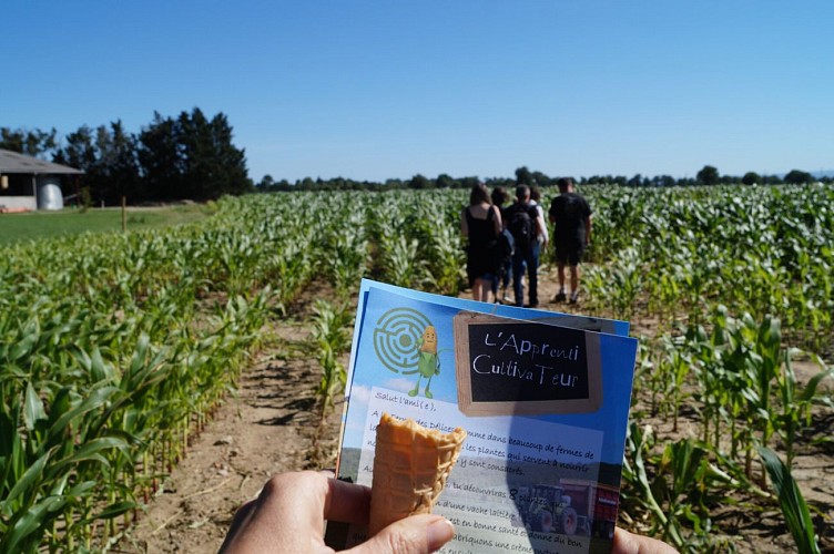 Labyrinthe de maïs - Ferme des Délices Foréziens