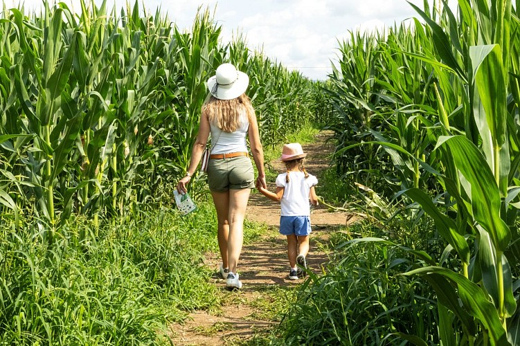 Labyrinthe de maïs
