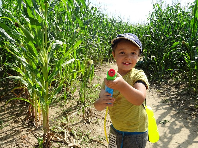 Labyrinthe de maïs