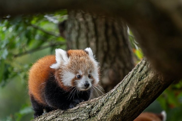 Tierpark Parc Animalier D'Auvergne