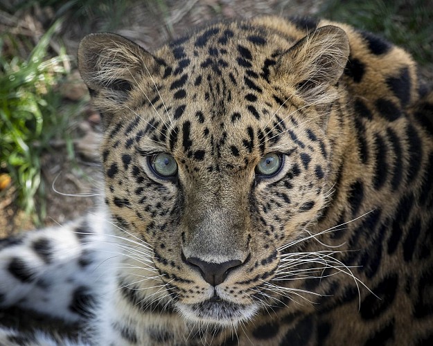 Tierpark Parc Animalier D'Auvergne