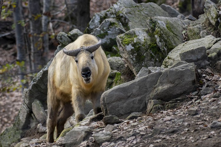 Tierpark Parc Animalier D'Auvergne