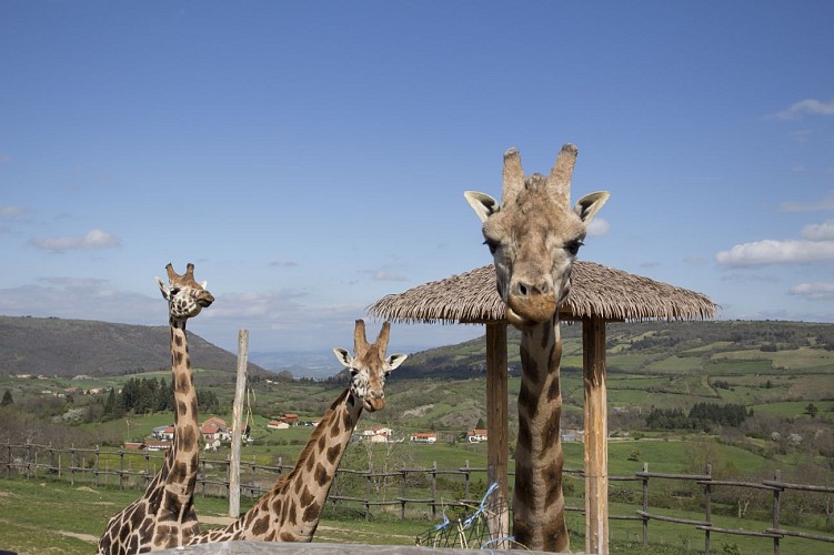 Tierpark Parc Animalier D'Auvergne