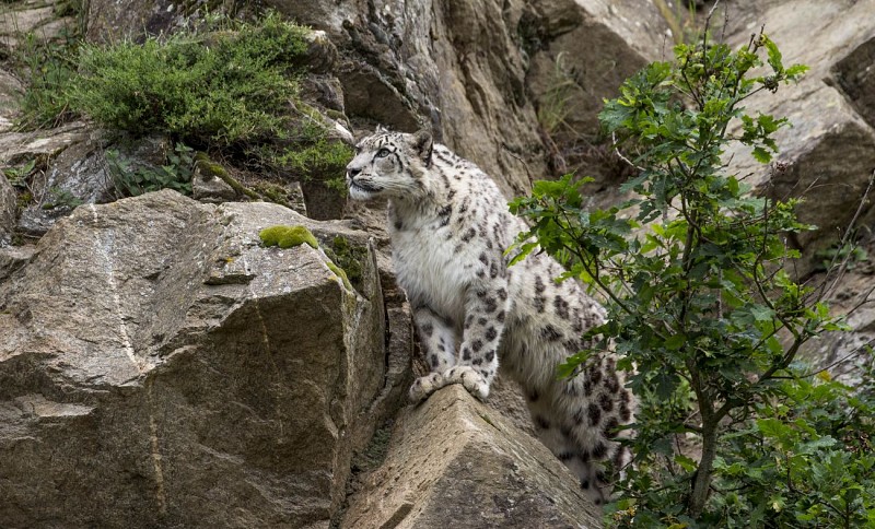 Tierpark Parc Animalier D'Auvergne