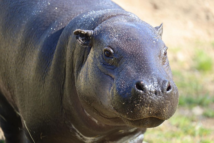 Parc animalier d'Auvergne