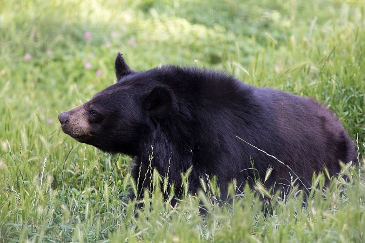 Parc animalier d'Auvergne