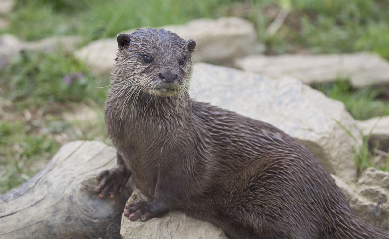 Parc animalier d'Auvergne