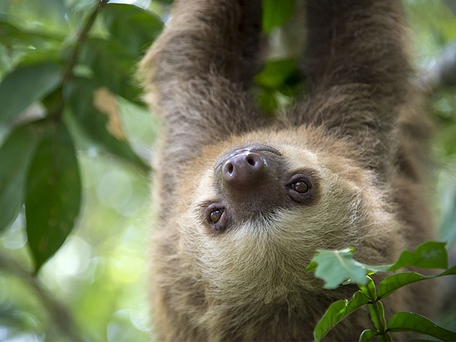 Parc Animalier D'auvergne, Parco Naturale