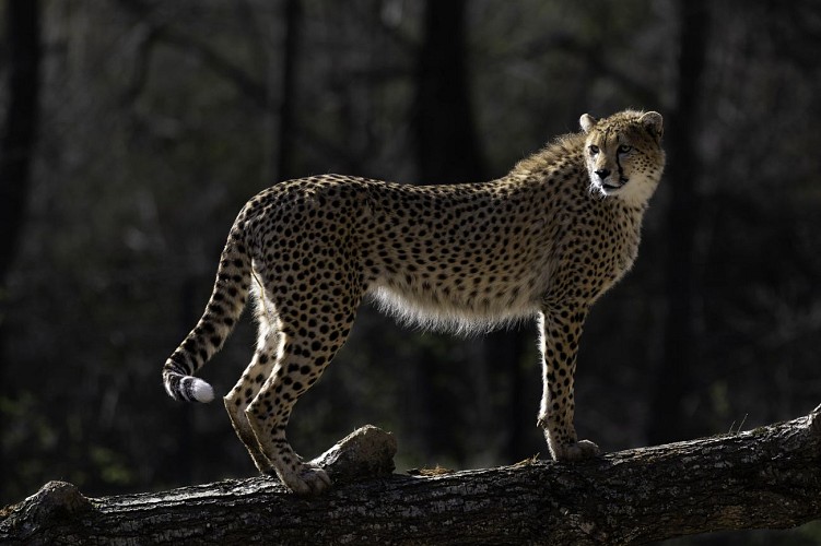 Parc Animalier D'auvergne, Parco Naturale