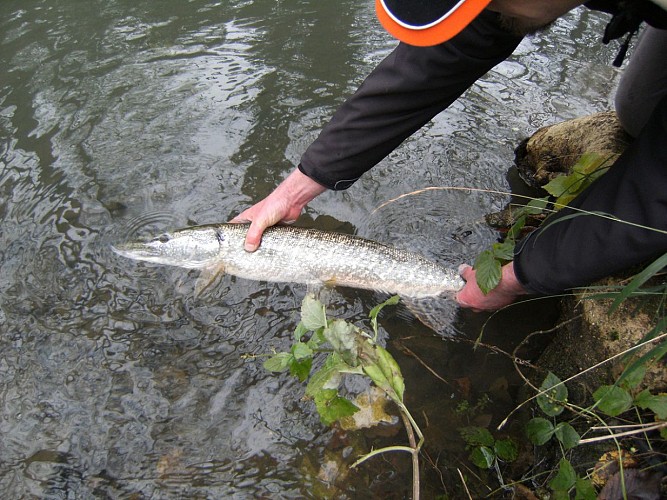 Moniteur Guide de pêche