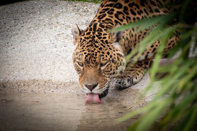 Zoo : Le Domaine des Fauves