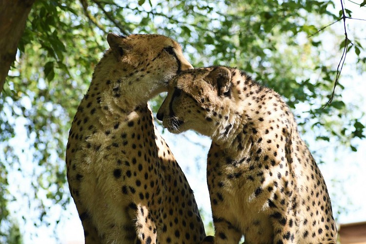 Zoo : Le Domaine des Fauves