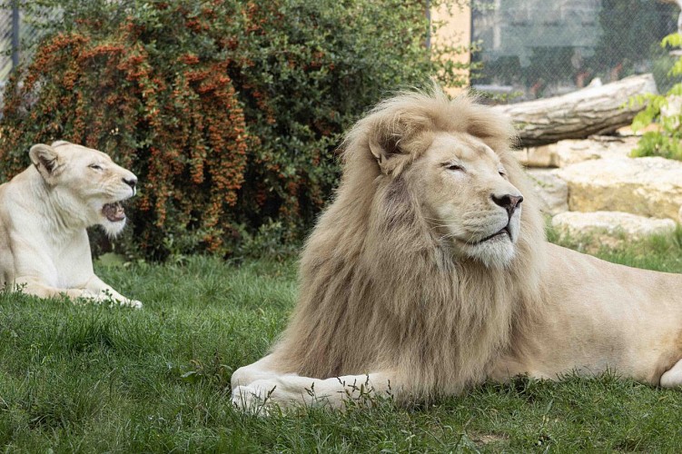 Zoo : Le Domaine des Fauves