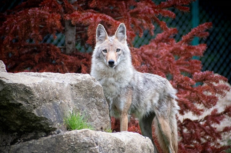 Parc Zoologique Le Domaine des Fauves