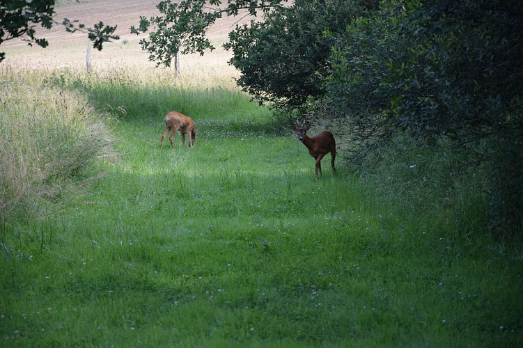 Sentier de découverte faune et flore Maison de la Forêt