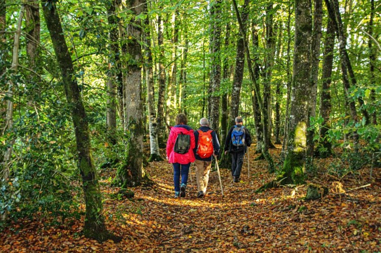 Forêt du Mesnil