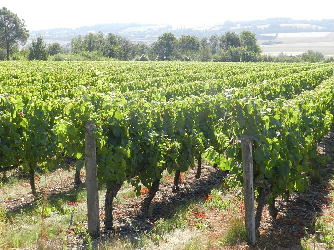 Vignes-cépage Pineau d'Aunis