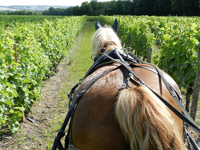 Découverte du Domaine en calèche