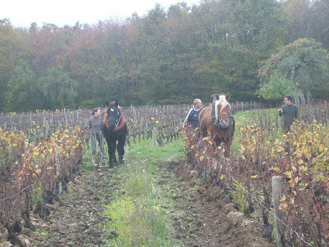 Domaine des Caves aux Caux