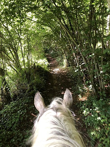 MAINSAT - Cheval de coeur