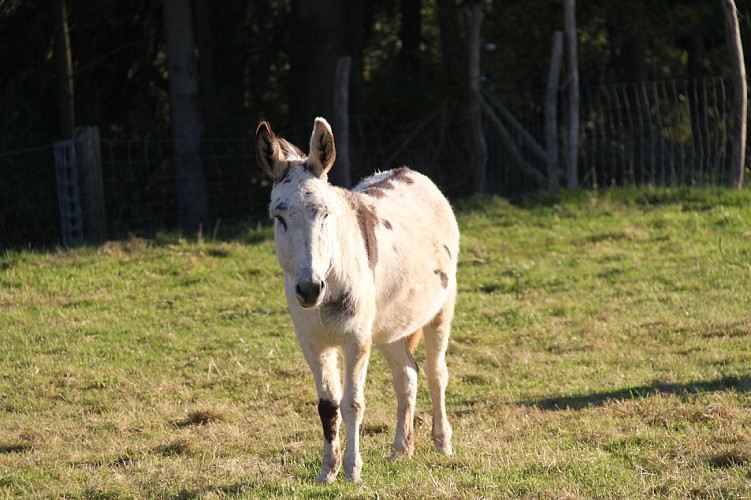 L'asbl-Flâneries-âne