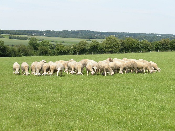 Bergerie de la dièle