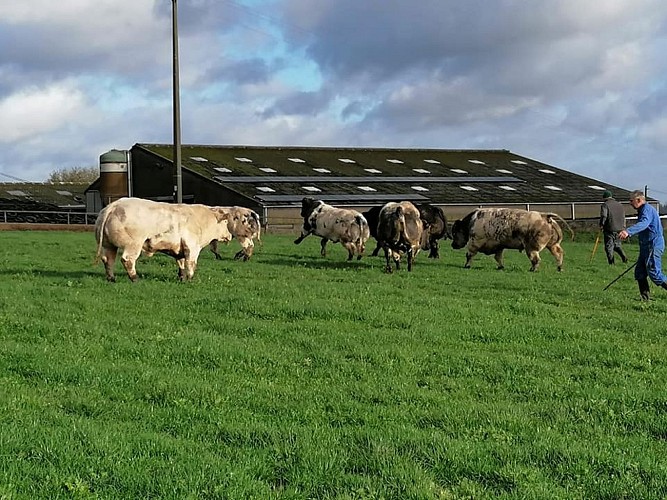 Ferme de coux taureaux