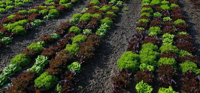 Visite guidée des potagers de Chambord