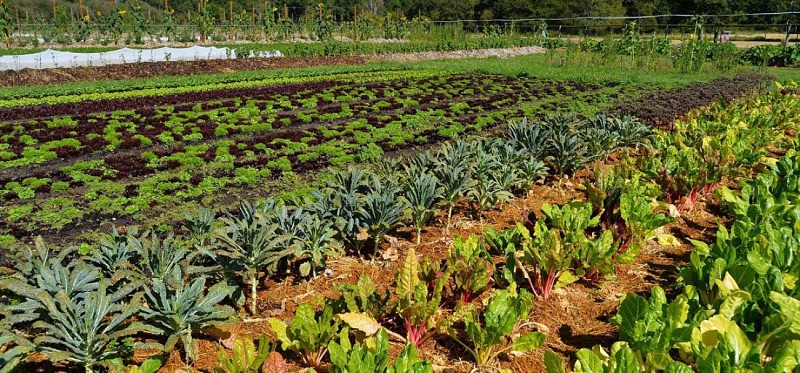 Visite guidée des potagers de Chambord
