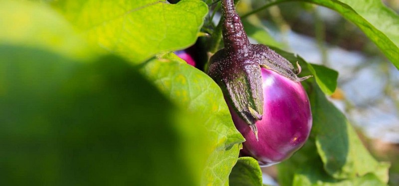 Visite guidée des potagers de Chambord