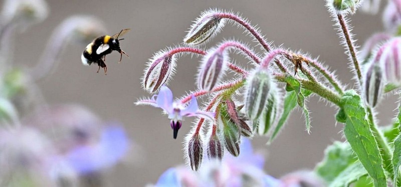 Visite guidée des potagers de Chambord