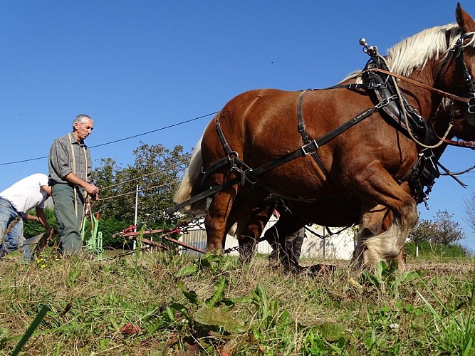 Domaine Lagardelle - St Julien Maumont web_2