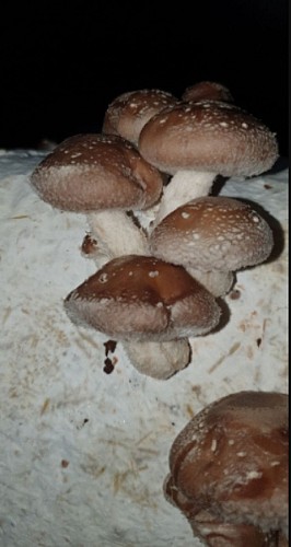 Champignons_2