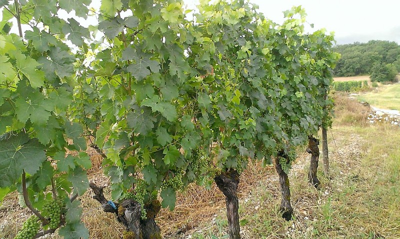 Vignes_3