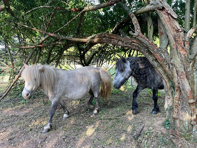 Actelier d'observations et de découverte