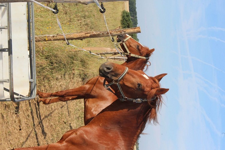 Pension pour chevaux