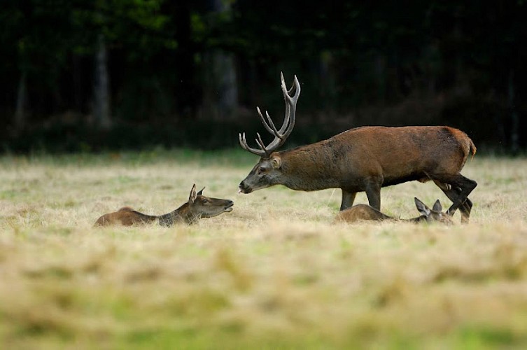 Maison du Cerf à Villeny