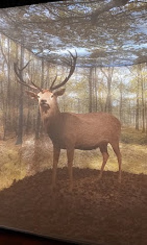 Maison du Cerf à Villeny