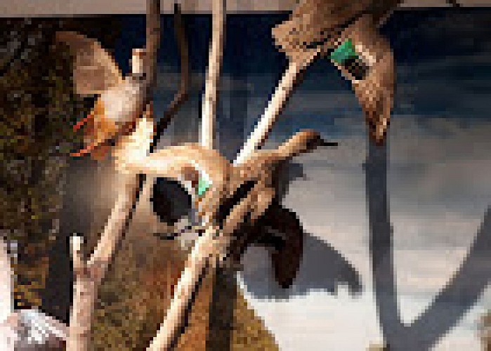 Maison du Cerf à Villeny