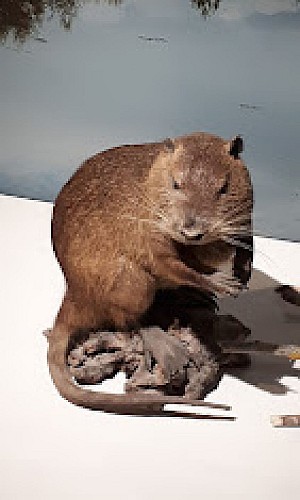 Maison du Cerf à Villeny