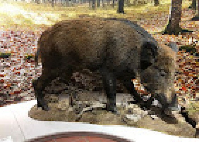 Maison du Cerf à Villeny